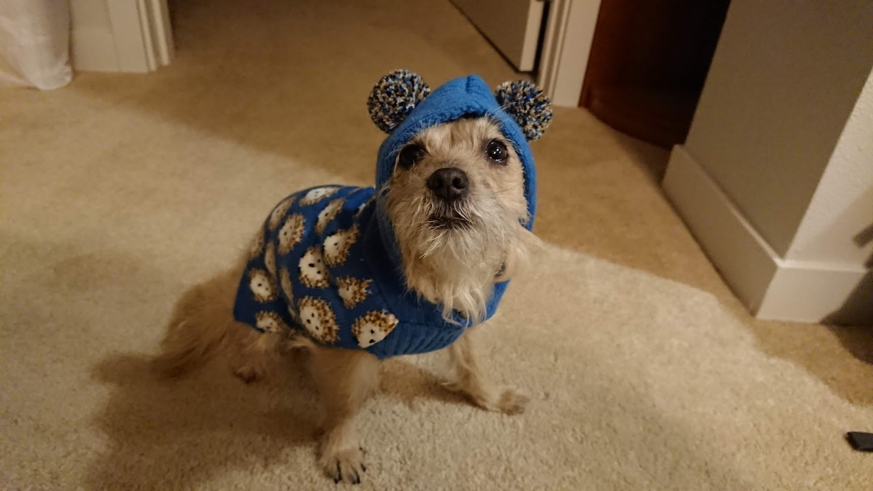 Small dog in blue hooded sweater sitting awkwardly